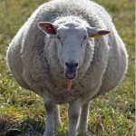 Avortements  provoqués par des Campylobacters