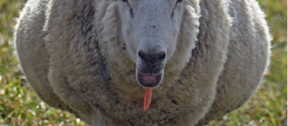 Avortements  provoqués par des Campylobacters