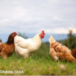 Normes UE de commercialisation volailles : consommateurs  et élevages plein air mieux protégés