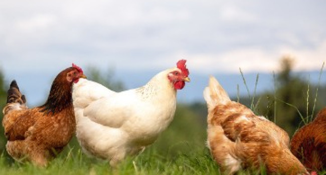 Normes UE de commercialisation volailles : consommateurs  et élevages plein air mieux protégés