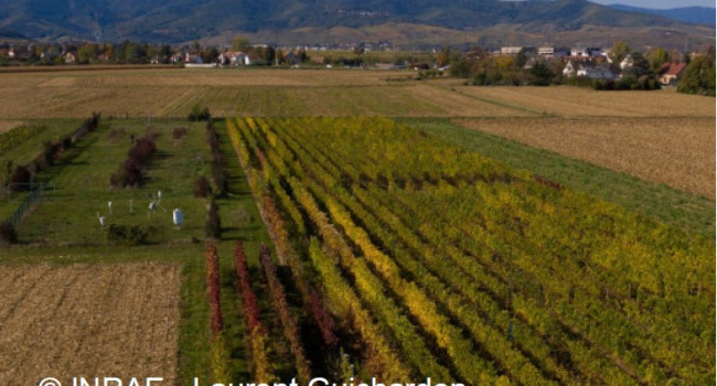 Une base de données internationale des stocks de carbone organique dans les sols agricoles