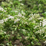 Intoxication par le troène Ligustrum vulgare (L.) Kuhn