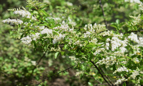 Intoxication par le troène Ligustrum vulgare (L.) Kuhn