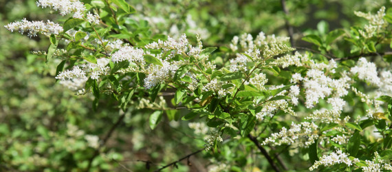 Intoxication par le troène Ligustrum vulgare (L.) Kuhn