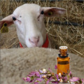 Aller plus loin  avec l’aromathérapie :  reproduction  et troubles associés