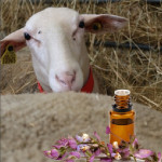 Aller plus loin  avec l’aromathérapie :  reproduction  et troubles associés