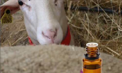 Aller plus loin  avec l’aromathérapie :  reproduction  et troubles associés