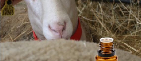 Aller plus loin  avec l’aromathérapie :  reproduction  et troubles associés