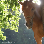 Les maux  de l’été