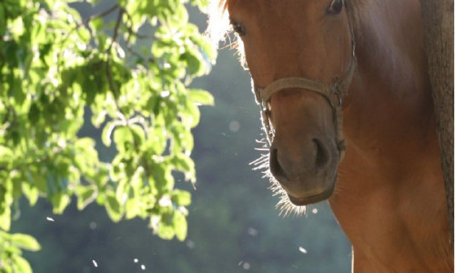 Les maux  de l’été