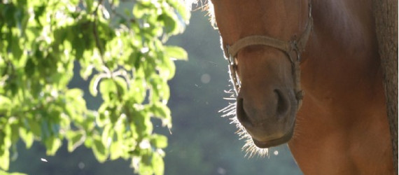 Les maux  de l’été