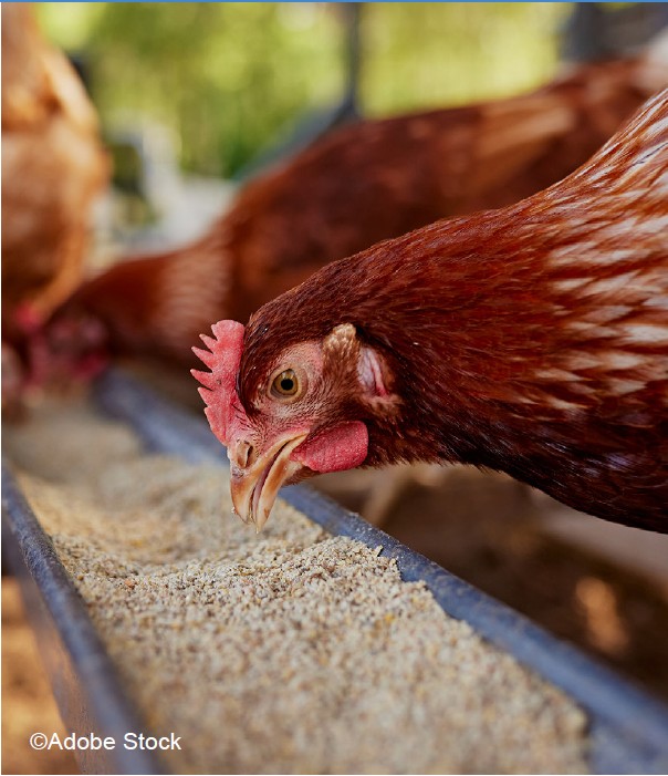 Comment bien  nourrir ses poules ? Guide complet pour  une alimentation saine
