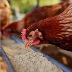 Comment bien  nourrir ses poules ? Guide complet pour  une alimentation saine