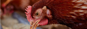 Comment bien  nourrir ses poules ? Guide complet pour  une alimentation saine