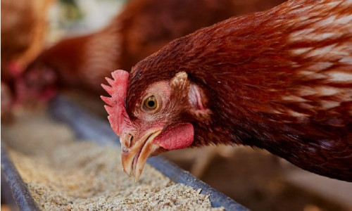 Comment bien  nourrir ses poules ? Guide complet pour  une alimentation saine
