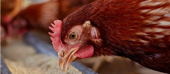 Comment bien  nourrir ses poules ? Guide complet pour  une alimentation saine