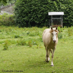 Intoxication par les Rumex