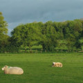 Alterner  brebis et vaches  sur les prairies  au printemps