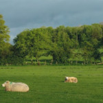 Alterner  brebis et vaches  sur les prairies  au printemps
