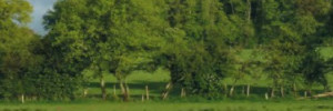 Alterner  brebis et vaches  sur les prairies  au printemps