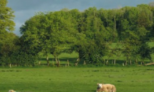 Alterner  brebis et vaches  sur les prairies  au printemps