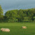 Alterner  brebis et vaches  sur les prairies  au printemps