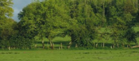 Alterner  brebis et vaches  sur les prairies  au printemps