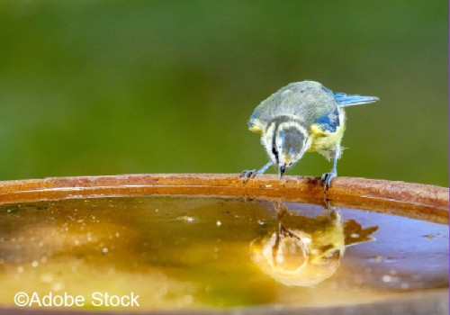 ©Adobe Stock - 