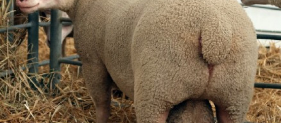 La Charmoise :  l’audace d’un  sélectionneur qui a changé l’élevage ovin français