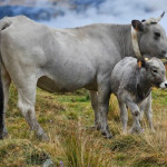 Le « Vrai bœuf » Gascon des Pyrénées : quatre années d’élevage pour une viande d’exception