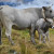 Le « Vrai bœuf » Gascon des Pyrénées : quatre années d’élevage pour une viande d’exception