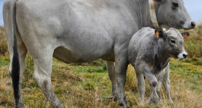 Le « Vrai bœuf » Gascon des Pyrénées : quatre années d’élevage pour une viande d’exception