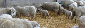 Mieux gérer  la coccidiose  en bergerie