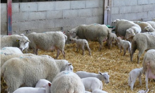 Mieux gérer  la coccidiose  en bergerie