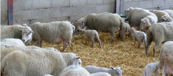 Mieux gérer  la coccidiose  en bergerie