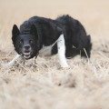 Border Collie de travail : entre atavisme,  précocité et  maturité physique