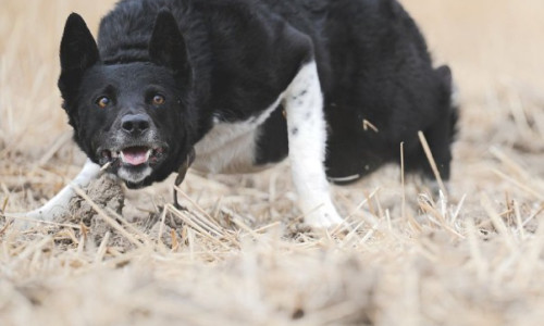 Border Collie de travail : entre atavisme,  précocité et  maturité physique