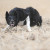 Border Collie de travail : entre atavisme,  précocité et  maturité physique