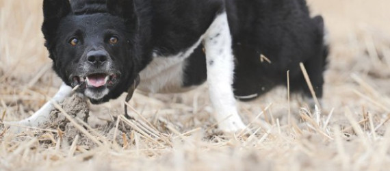 Border Collie de travail : entre atavisme,  précocité et  maturité physique