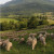 Quand la diversité agricole devient une force collective... Un pari inédit  en Grande Provence