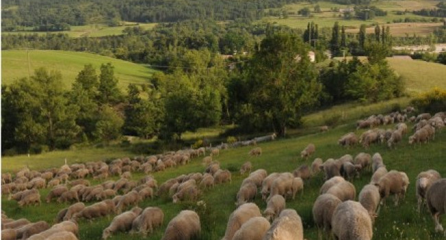 Quand la diversité agricole devient une force collective... Un pari inédit  en Grande Provence