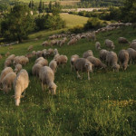 Mission Nature :   à mi-parcours, le pastoralisme fait ses preuves sur les pelouses sèches de Bourgogne