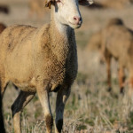 Adénocarcinome pulmonaire ovine