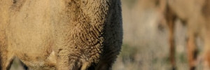 Adénocarcinome pulmonaire ovine