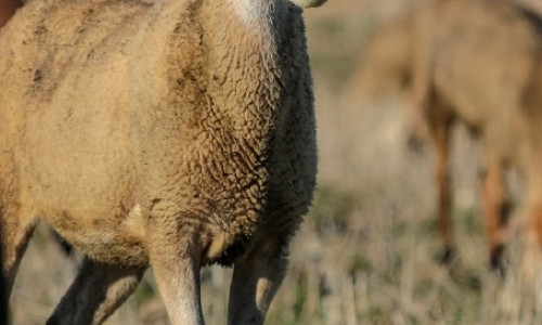 Adénocarcinome pulmonaire ovine