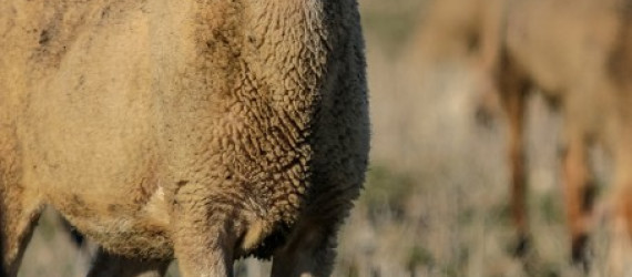 Adénocarcinome pulmonaire ovine