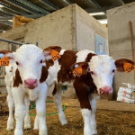 Comment la filière Veau a réduit de plus de 50 % l’exposition des animaux  aux antibiotiques  en dix ans