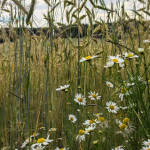 Flore des bordures de champs :  des bénéfices et des risques qui dépendent des pratiques agricoles