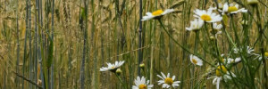 Flore des bordures de champs :  des bénéfices et des risques qui dépendent des pratiques agricoles