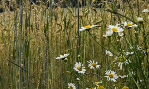 Flore des bordures de champs :  des bénéfices et des risques qui dépendent des pratiques agricoles